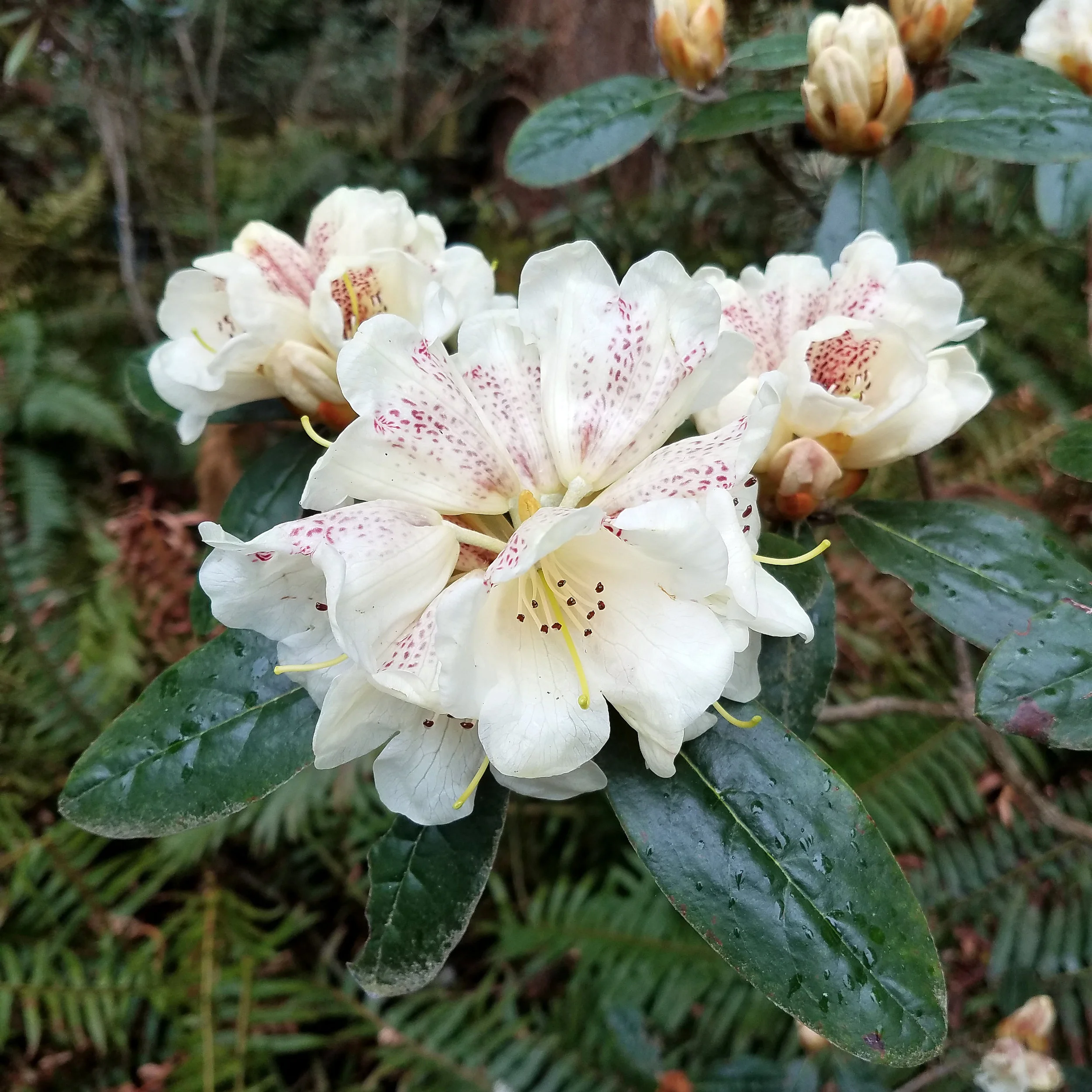 A Visit to the Rhododendron Species Botanical Garden — Seattle's